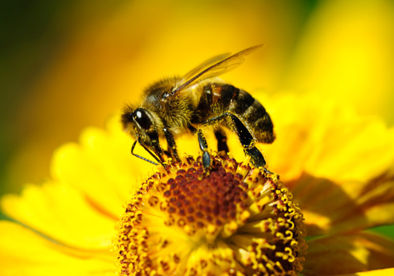 ALDI angażuje się w ochronę pszczół w miastach.